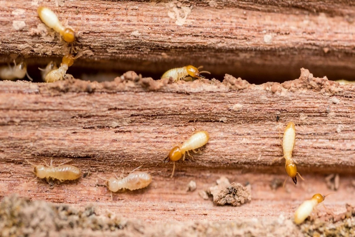 How Long Does A Termite Inspection Take