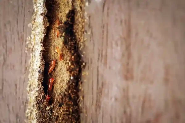 What Every Homebuyer Should Ask About Termites Before Signing the Contract