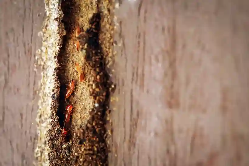Termite Inspection